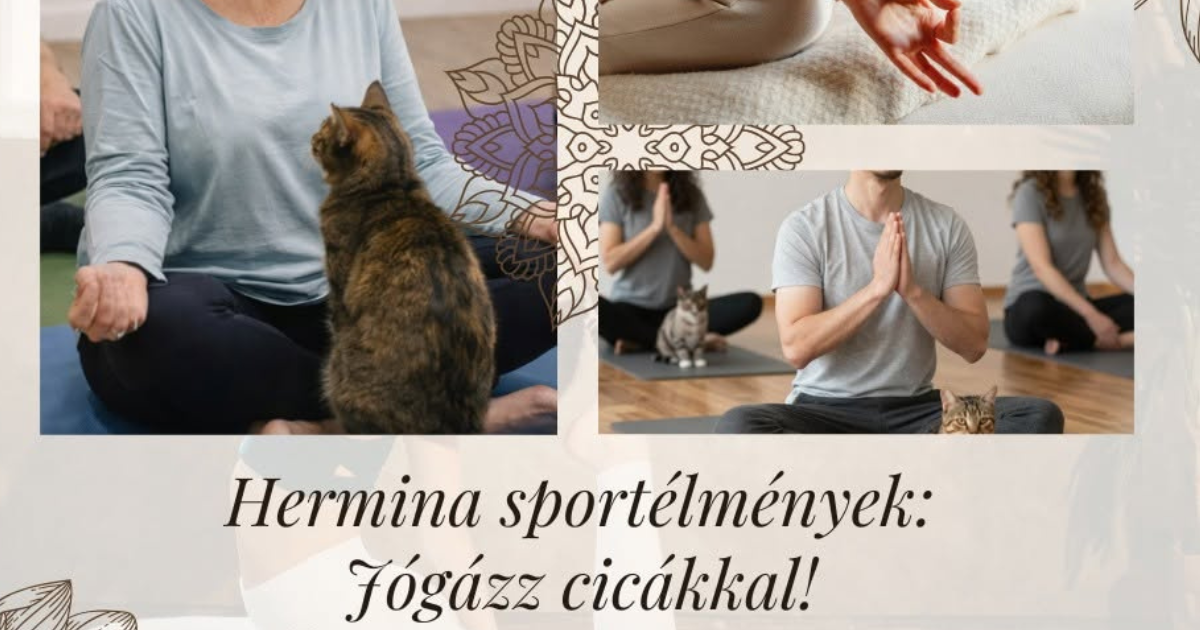 A képen Jógázó emberek, körülöttük cicák láthatók. Alján felirat: „Jógázz cicákkal!”.